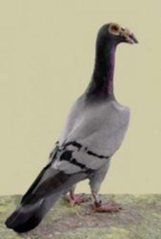 "Homing Pigeons vs. Carrier Pigeons: Are They the Same"?